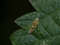 Eupteryx aurata 2, Foto Fitis-Sytske Dijksen