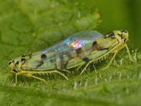 Eupteryx aurata 5, Saxifraga-Ab H Baas