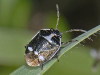 Eurydema oleracea #06599 : Eurydema oleracea, Crucifer Shieldbug, Koolwants