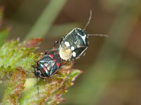 Eurydema oleracea 3, Koolwants, Foto Fitis-Sytske Dijksen