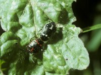 Eurydema oleracea 1, Koolwants, Saxifraga-Pieter van Breugel