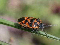 Eurydema ornata 2, Saxifraga-Rutger Barendse