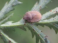 Eurygaster testudinaria 2, Gewone pantserwants, Saxifraga-Rutger Barendse