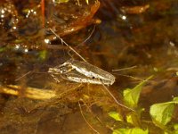 Gerris lacustris, Common Pond Skater