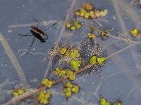 Gerris lacustris 10, Schaatsenrijder, Saxifraga-Rudmer Zwerver