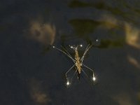 Gerris lacustris 12, Schaatsenrijder, Saxifraga-Jan van der Straaten