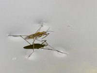 Gerris lacustris 14, Schaatsenrijder, Saxifraga-Tom Heijnen