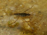 Gerris lacustris 4, Schaatsenrijder, Saxifraga-Kees Marijnissen