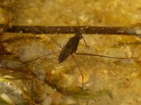 Gerris lacustris 5, Schaatsenrijder, Saxifraga-Kees Marijnissen