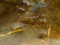 Gerris lacustris 7, Schaatsenrijder, Saxifraga-Kees Marijnissen