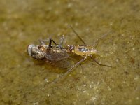 Gerris lacustris 8, Schaatsenrijder, Foto Fitis-Sytske Dijksen