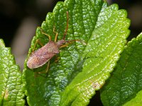 Gonocerus acuteangularus