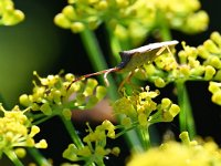 Gonocerus acuteangulatus 10, Smalle randwants, Saxifraga-Tom Heijnen