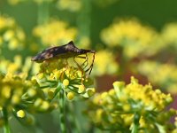 Gonocerus acuteangulatus 11, Smalle randwants, Saxifraga-Tom Heijnen