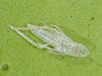 Graphocephala fennahi #10013 : Graphocephala fennahi, Rhododendron leafhopper, Rhododendroncicade, exuvium