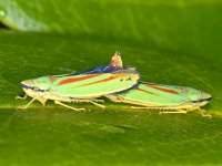 Graphocephala fennahi #08537 : Graphocephala fennahi, Rhododendron leafhopper, Rhododendroncicade, copula