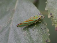 Graphocephala fennahi 12, Saxifraga-Rutger Barendse