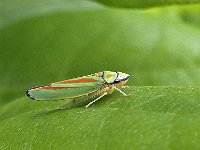 Graphocephala fennahi N0256 : Graphocephala fennahi, Rhododendron leafhopper, Rhododendroncicade