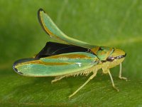 Graphocephala fennahi 01 #08024 : Graphocephala fennahi, Rhododendron leafhopper, Rhododendroncicade