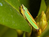 Cicade Graphocephala fennahi #02 : Graphocephala fennahi, Rhododendron leafhopper, Rhododendroncicade