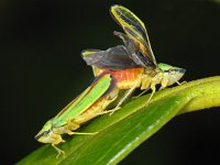 Graphocephala fennahi #08223 : Graphocephala fennahi, Rhododendron leafhopper, Rhododendroncicade, copula