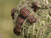 Graphosoma lineatum 11, Saxifraga-Willem van Kruijsbergen