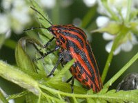 Graphosoma lineatum 01 #07085 : Graphosoma lineatum, Pyjamawants