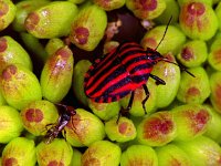 Graphosoma lineatum 186_22 : Graphosoma lineatum, Pyjamawants