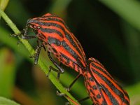 Graphosoma lineatum 10, Saxifraga-Ab H Baas