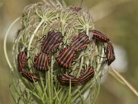 Graphosoma lineatum 12, Saxifraga-Willem van Kruijsbergen