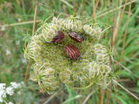 Graphosoma lineatum 13, Saxifraga-Mark Zekhuis