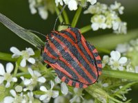 Graphosoma lineatum 01 #07081 : Graphosoma lineatum, Pyjamawants