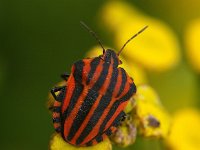 Graphosoma lineatum 3, Foto Fitis-Sytske Dijksen