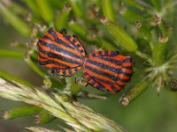 Graphosoma lineatum 5, Foto Fitis-Sytske Dijksen