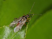 Harpocera thoracica 12, Saxifraga-Ab H Baas