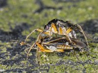 Harpocera thoracica #06754 : Harpocera thoracica, two males