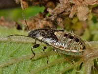 Heterogaster urticae 2, Saxifraga-Ab H Baas