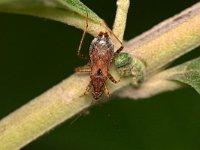 Himacerus mirmicoides 7, Miersikkelwants, Saxifraga-Tom Heijnen