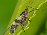 Lachnus pallipes 2, Beukenkankerluis, Saxifraga-Ab H Baas