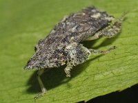 Ledra aurita 01 #43091 : Ledra aurita, Oorcicade, nimf