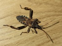 Leptoglossus occidentalis 15, Bladpootrandwants, Saxifraga-Ben Delbaere