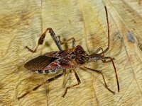 Leptoglossus occidentalis 2, Bladpootrandwants, Saxifraga-Ab H Baas