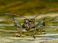 Leptoglossus occidentalis 3, Bladpootrandwants, Saxifraga-Ab H Baas