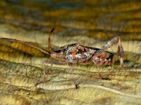 Leptoglossus occidentalis 4, Bladpootrandwants, Saxifraga-Ab H Baas