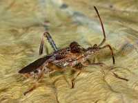 Leptoglossus occidentalis 5, Bladpootrandwants, Saxifraga-Ab H Baas