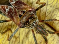 Leptoglossus occidentalis 6, Bladpootrandwants, Saxifraga-Ab H Baas