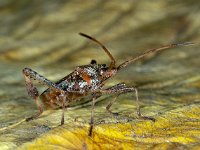 Leptoglossus occidentalis 7, Bladpootrandwants, Saxifraga-Ab H Baas