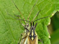 Leptopterna dolabrata 4, Saxifraga-Ab H Baas