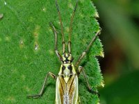 Leptopterna dolabrata 5, Saxifraga-Ab H Baas