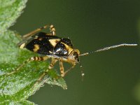 Liocoris tripustulatus